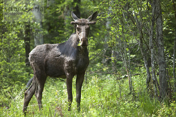 Bulle  Stier  Stiere  Bullen  Überfluss  Wald  Elch  Alces alces  Idaho