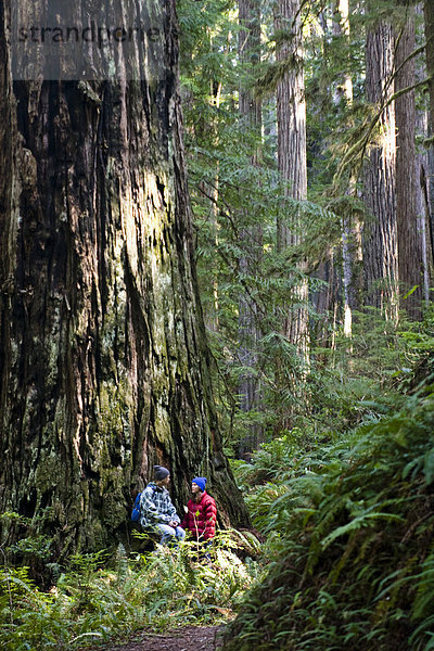 sitzend  sprechen  unterhalb  jung  übergroß  Sequoia  Kalifornien