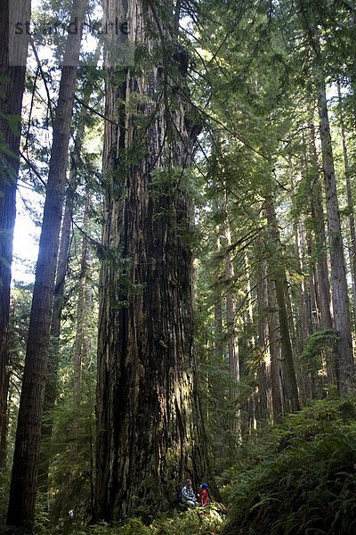 sitzend  unterhalb  jung  übergroß  Sequoia  Kalifornien