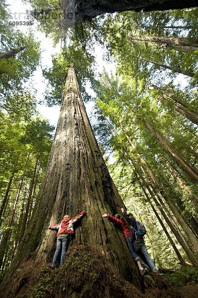 Freundschaft  umarmen  übergroß  3  Sequoia  Kalifornien