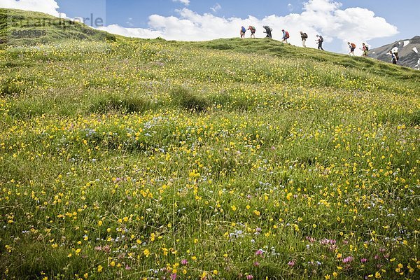 Farbaufnahme  Farbe  Blume  über  Feld  wandern  Alpen  Reise  voll  schweizerisch