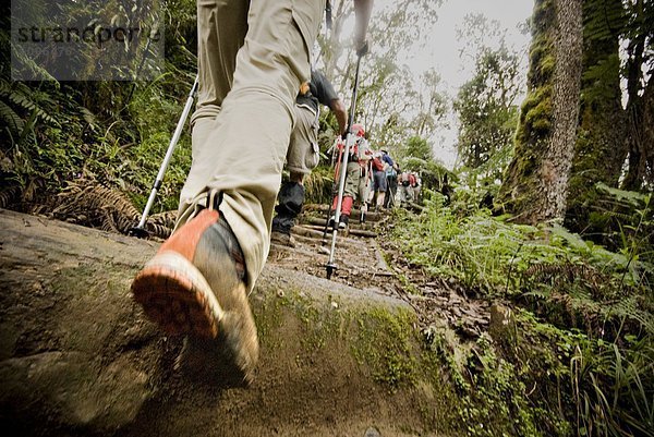 hoch  oben  nahe  Landschaft  Leiter  Leitern  Weg  Regenwald  Boden  Fußboden  Fußböden  wandern  Ansicht  trekking