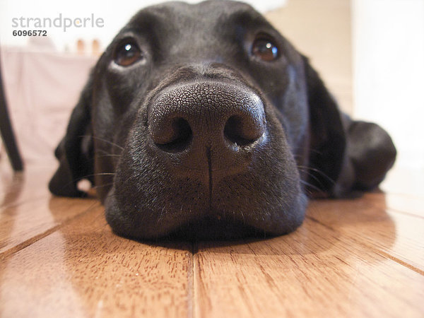 Portrait  schwarz  Labrador  Welpe