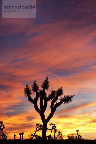 Baum  Sonnenaufgang  Joshua Tree  Yucca brevifolia  Kalifornien