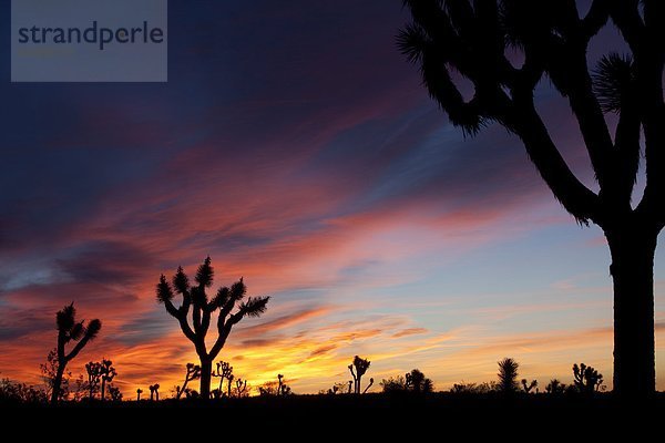 Baum  Sonnenaufgang  Joshua Tree  Yucca brevifolia  Kalifornien