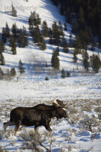 Ehrfurcht  Elch  Alces alces  Wyoming