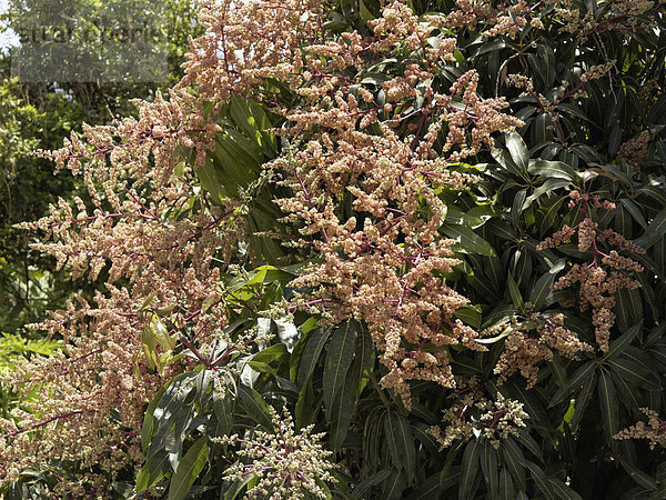 Spanien  La Gomera  Mangobaum in voller Blüte