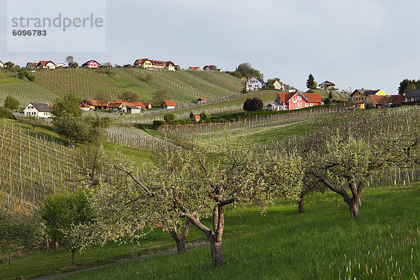 Österreich  Steiermark  Blick auf Weinberg und Apfelbaum