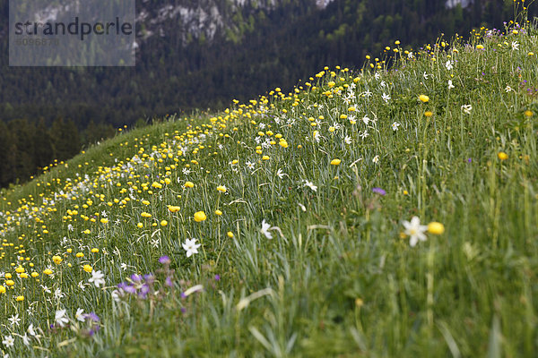 Austria  Styria  Ausseer Land  Daffodils and globe flowers in meadow