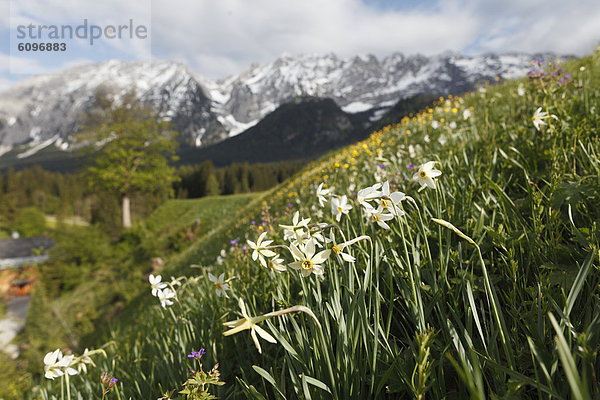 Österreich  Steiermark  Ausseer Land  Wilde Narzissenblüten auf der Wiese