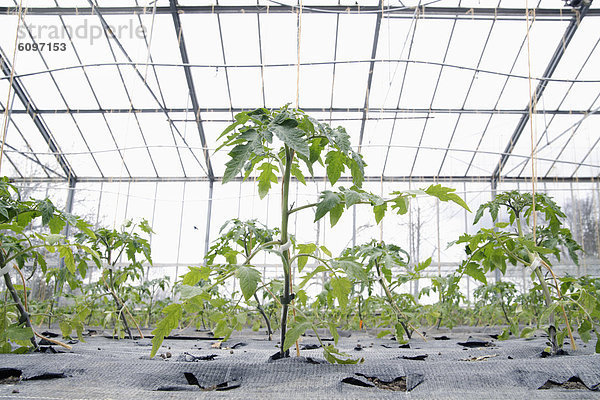 Germany  Bavaria  Cultivation of tomato plants in green house