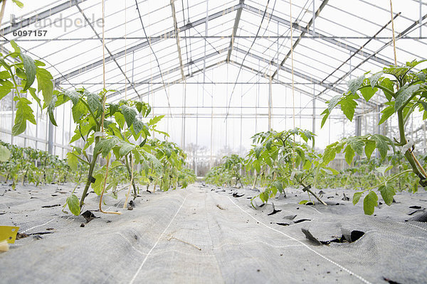 Germany  Bavaria  Cultivation of tomato plants in green house