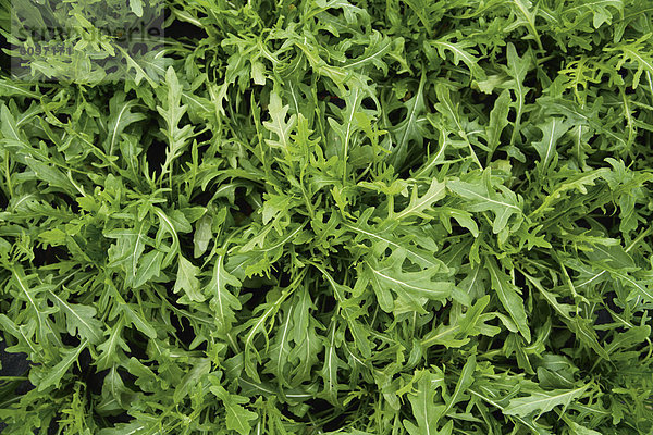 Germany  Bavaria  Cultivation of rucola  close up