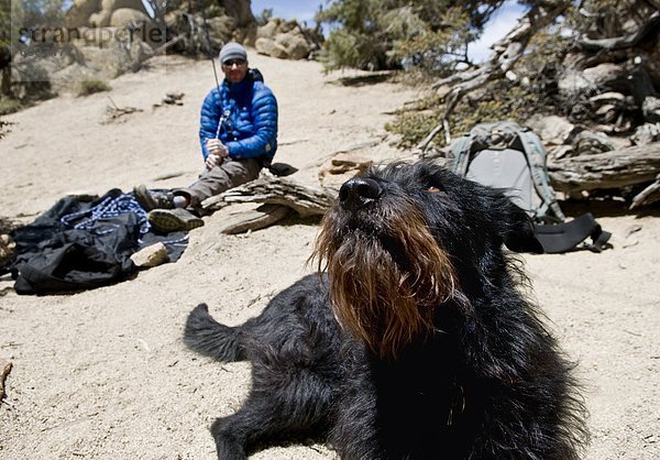 Hund  schwarz  Inhaber  Klettern  Kalifornien