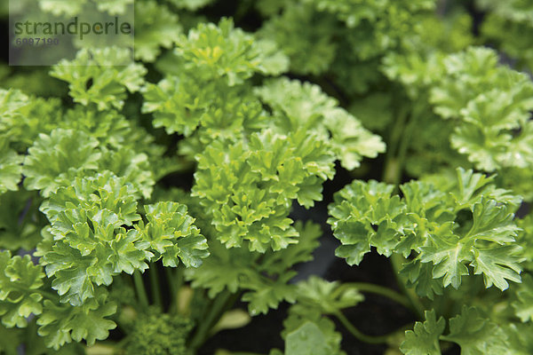 Germany  Bavaria  Cultivation of parsley  close up