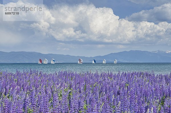 Segeln  See  Nachmittag  Kalifornien