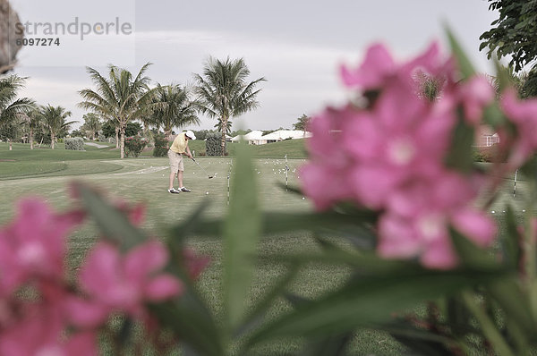 hinter  Mann  Blume  pink  Golfsport  Golf  Kurs  Florida  spielen