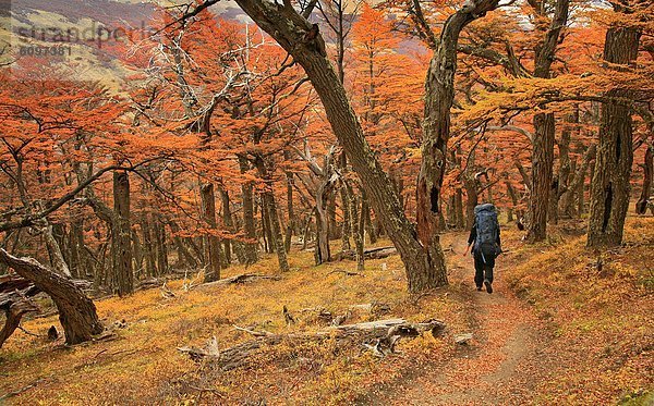 Wald  Rucksackurlaub  Herbst  Argentinien  Patagonien