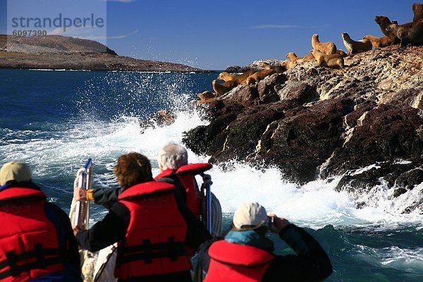 sehen Tourist Ökologie Seelöwe Argentinien Patagonien