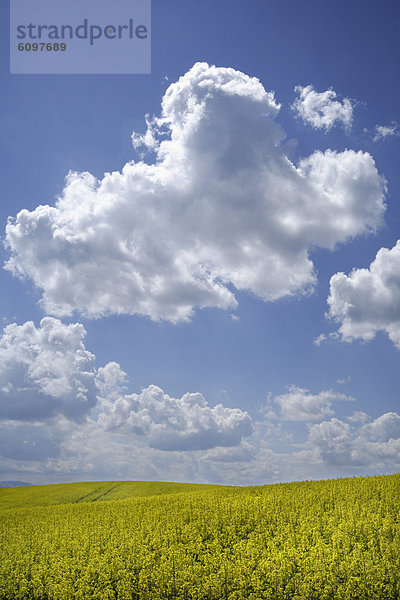 Germany  Bavaria  Rape field with cloudy sky