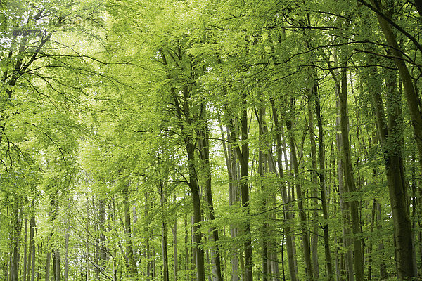 Germany  Bavaria  View of broadleaf forest