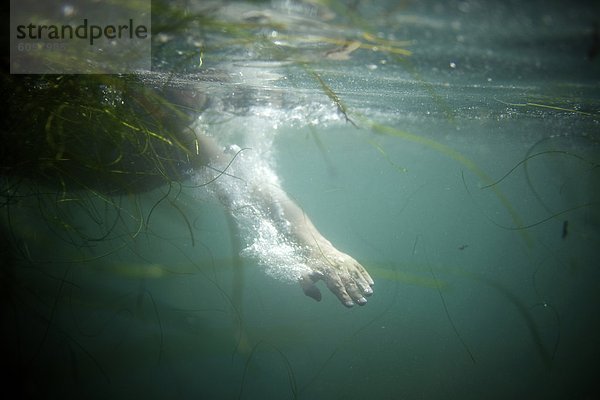 grün  Unterwasseraufnahme  Braunalge  schießen