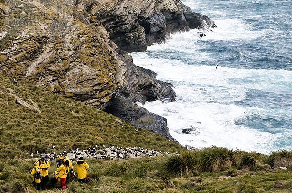 Tourist  schwarz  Albatros  Falklandinseln