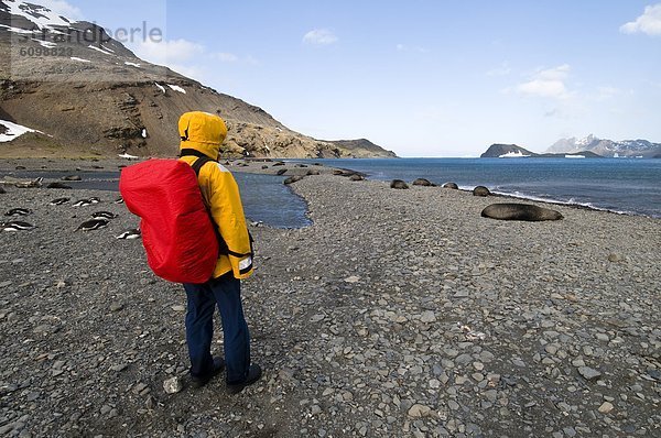 Rucksack  stehend  Felsen  Strand  Mensch  Seelöwe  Südgeorgien