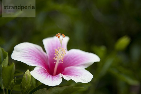 Blume  pink  Hibiskus