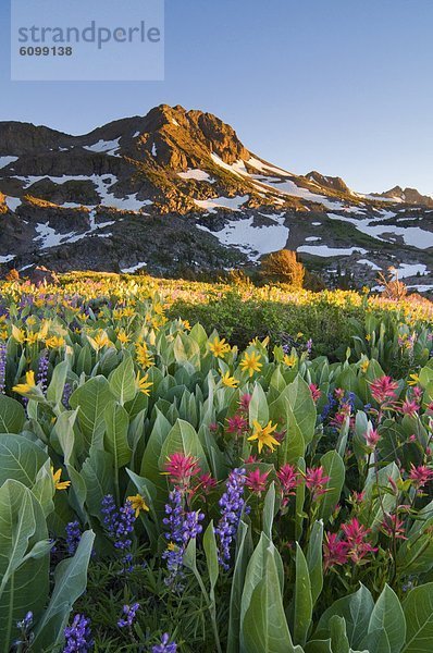 Berg  Sonnenuntergang  Landschaftlich schön  landschaftlich reizvoll  Wildblume  Fokus auf den Vordergrund  Fokus auf dem Vordergrund  Kalifornien
