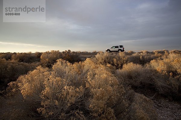 ruhen  Geländewagen  Wüste  Wüsten-Beifuß  Artemisia tridentata  Sagebrush  Steppen-Beifuß  Wüstensalbei