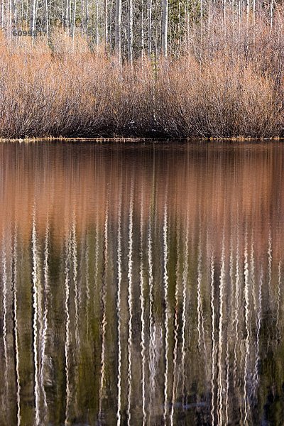 Espe  Populus tremula  nahe  Baum  Spiegelung  See  Strauch  Nevada  Teich