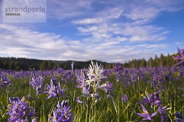 nahe  Blume  weiß  lila  Feld  Wiese  1  Kalifornien  Lilie