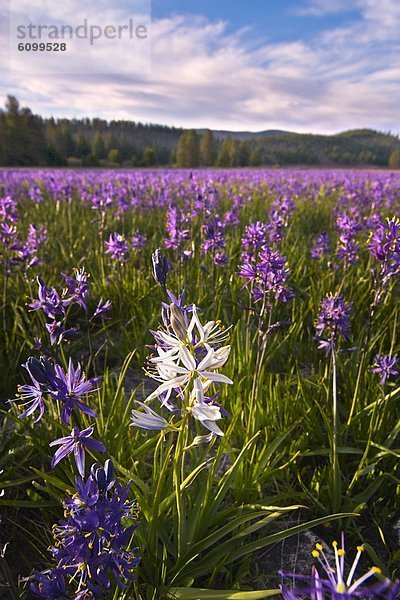 nahe  Blume  weiß  lila  Feld  Wiese  1  Kalifornien  Lilie