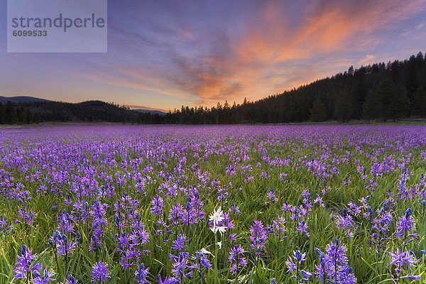 nahe  Blume  weiß  lila  Feld  Wiese  1  Kalifornien  Lilie