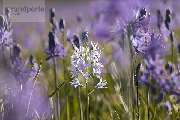 nahe  Fotografie  weiß  lila  Close-up  close-ups  close up  close ups  Feld  Wiese  1  Kalifornien  Lilie