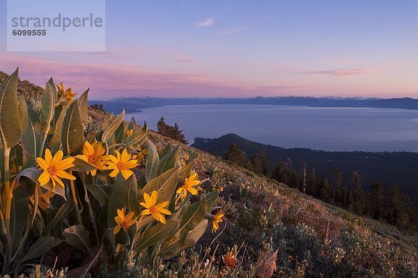 Blume  Sonnenuntergang  gelb  über  See  Maultier  Kalifornien