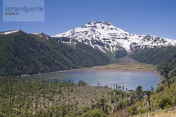 Berg  Baum  Wald  See  Anden  Chile  Südamerika