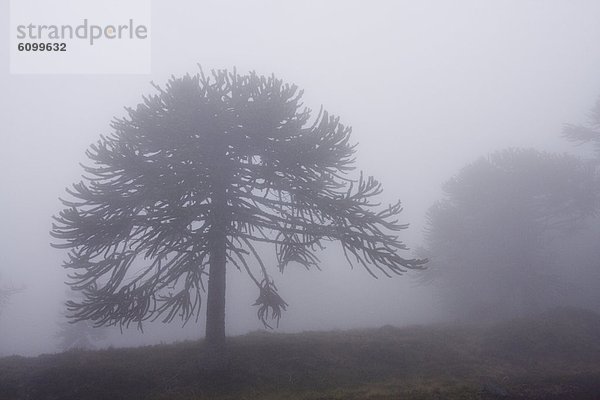 Berg  Baum  Nebel  Anden  Chile