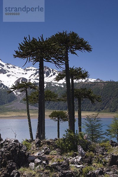 Berg  Baum  Anden  Chile