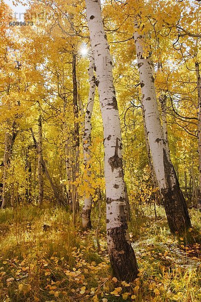 Espe  Populus tremula  nahe  Baum  gelb  See  Wiese  Sonnenstrahl  Kalifornien