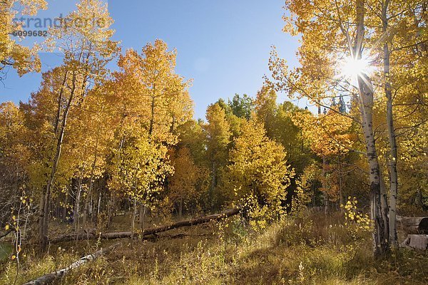 Espe  Populus tremula  nahe  Baum  gelb  See  Wiese  Sonnenstrahl  Kalifornien