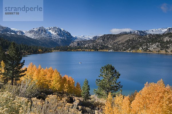 Espe  Populus tremula  Berg  Baum  gelb  Schnee  See  Kalifornien  Juni