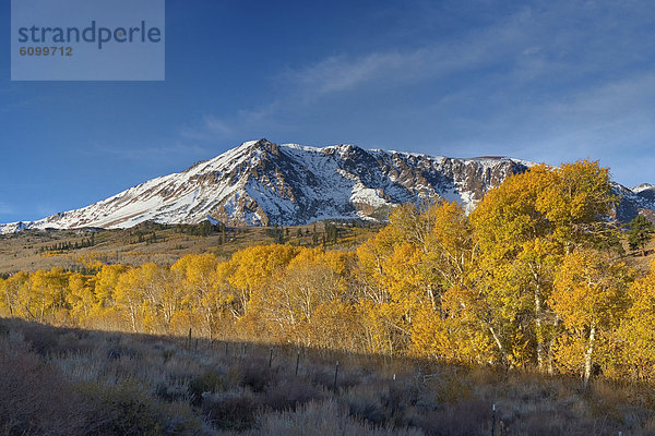 Espe  Populus tremula  Berg  Baum  gelb  Sonnenaufgang  Schnee  unterhalb  Kalifornien