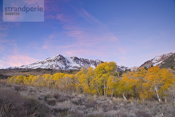 Espe  Populus tremula  Berg  Baum  gelb  Sonnenaufgang  Schnee  unterhalb  Kalifornien