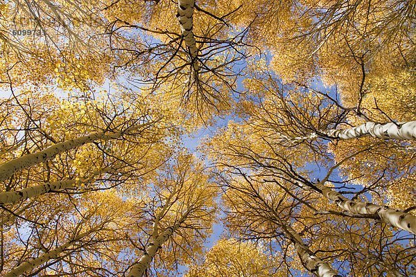 Espe  Populus tremula  Berg  Baum  gelb  Kalifornien