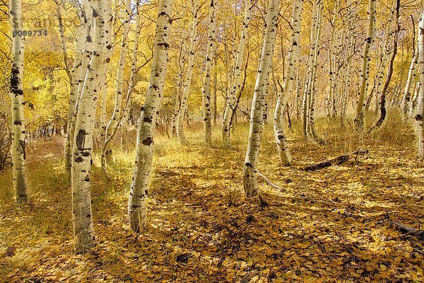 Espe  Populus tremula  Berg  Baum  gelb  Kalifornien