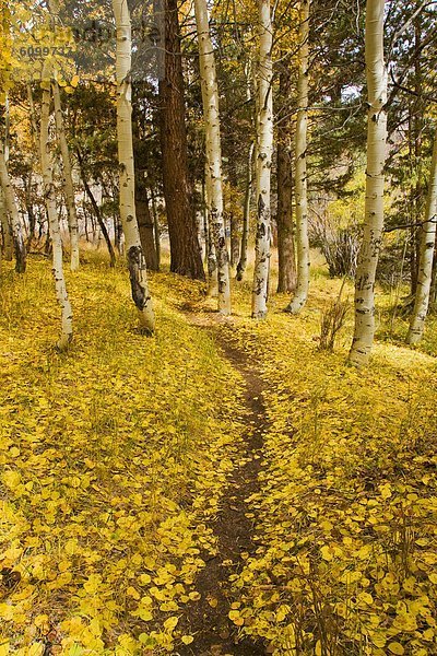 Berg bedecken folgen gelb Weg wandern Herbst Kalifornien