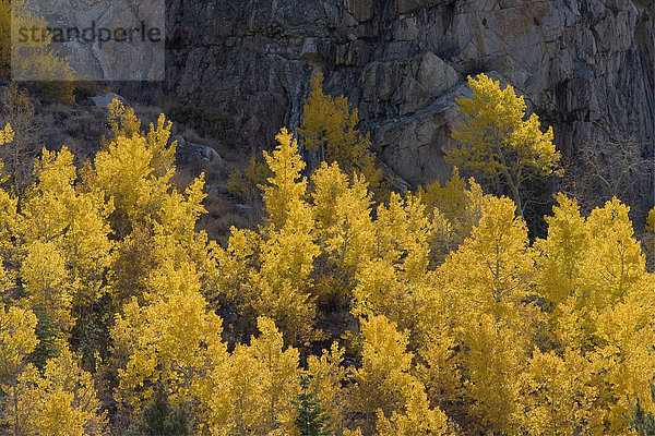 Espe  Populus tremula  Berg  Baum  gelb  Kalifornien