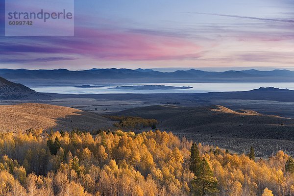 gelb  Sonnenaufgang  See  Herbst  Espe  Populus tremula  Kalifornien